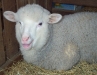 Sheep2.jpg